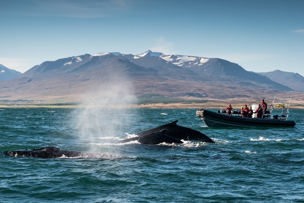 Baleines Islande, Water, Sky, Watercraft, Mountain, Boat, Vehicle